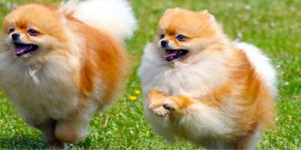 Top 10 Cuddly Fluffy Dog Breeds